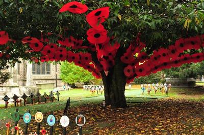 Tree poppies in Cardiff Churchyard