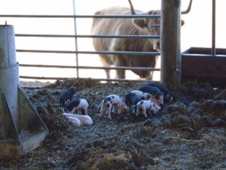 Rosemary loved seeing these piggies