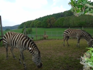 Rosemary saw these Zebra in Coughton