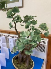 Ginkgo tree made from Japanese silk by Rosemary