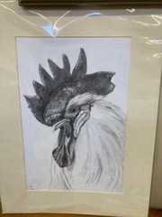 Cockerel drawn by Jenny P using graphite