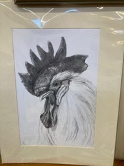 Cockerel drawn by Jenny P using graphite